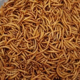 کرم کیلویی با بسته بندی پت گراف